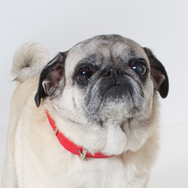 Pet Shoot